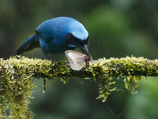 TÜRKISHÄHER, TURQUOISE JAY - CYANOLYCA TURCOSA
