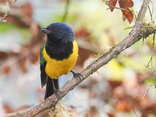 SCHWARZBRUST-BERGTANGARE, BLACK-CHESTED MOUNTAIN-TANAGER - CNEMATHRAUPIS EXIMIA