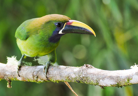 LAUCHARASSARI, EMERALD TOUCANET, AULACORHYNCHUS PRASINUS