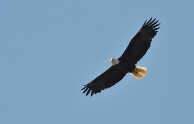 WEISSKOPFSEEADLER, BALD EAGLE,  HALIAEETUS LEUCOCEPHALUS