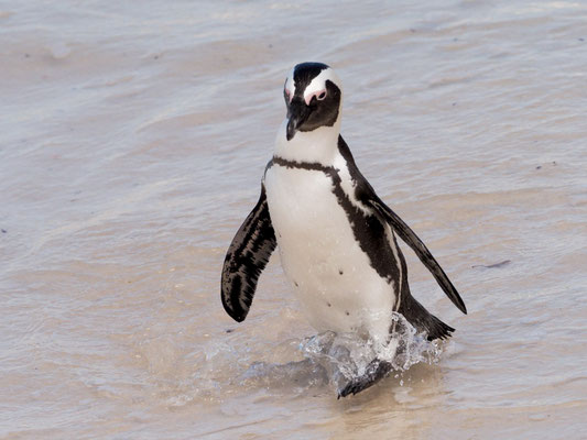 Kappinguin, african penguin, pespheniscus demersus