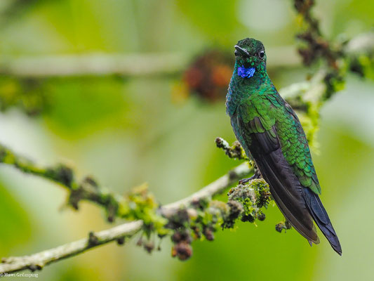 GRÜNSCHEITELBRILLANT, GREEN-CROWNED BRILLANT - HELIODOXA JACULA