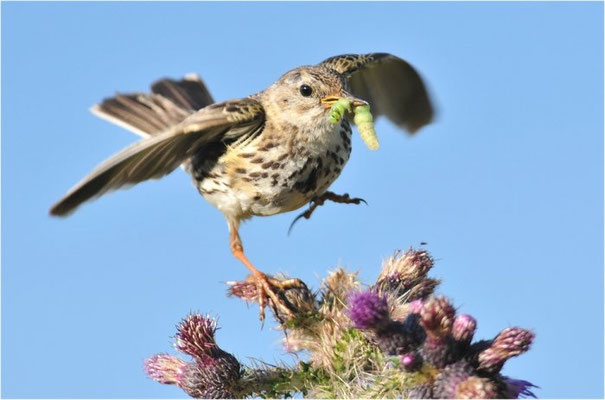 WIESENPIEPER, MEADOW PIPIT, ANTHUS PRATENSIS