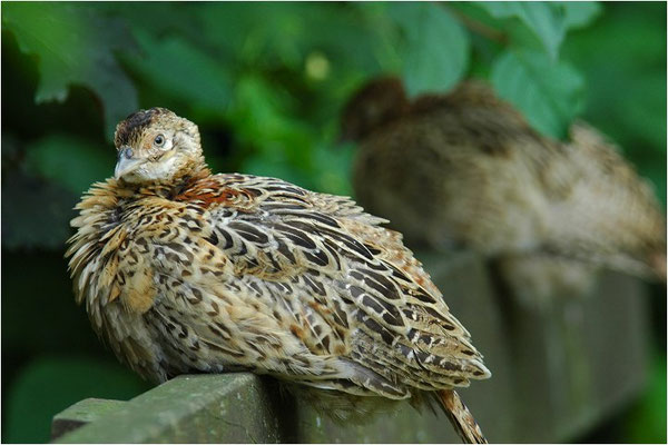 FASAN, COMMON PHEASANT, PHASIANUS COLCHICUS