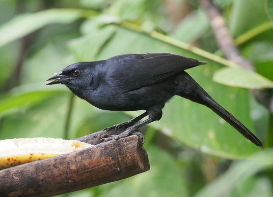TRAUERSTÄRLING, MELODIOUS BLACKBIRD, DIVES DIVES