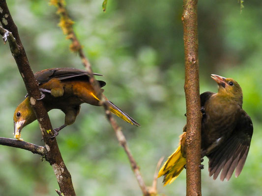 BREITHAUBEN-STIRNVOGEL, RUSSET-BACKED OROPENDOLA - PSAROCOLIUS ANGUSTIFRONS