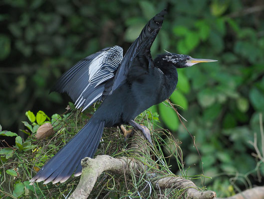 AMERIKANISCHER SCHLANGENHALSVOGEL, ANHINGA, ANHINGA ANHINGA