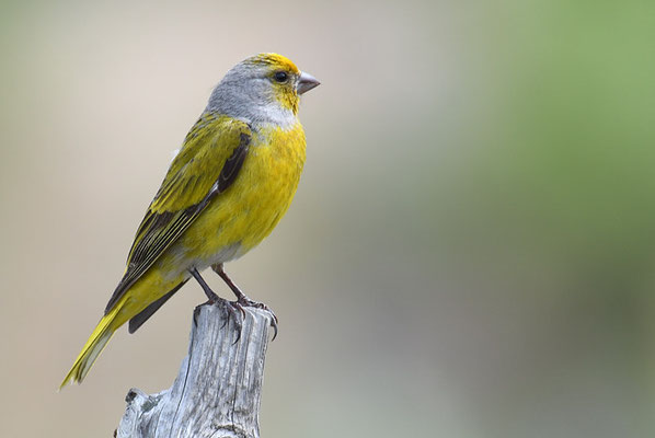 KAP-KANARIENVOGEL, CAPE CANARY, SERINUS CANICOLLIS