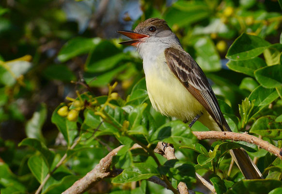 BRAUNSCHOPFTYRANN, BROWN-CRESTED FLYCATCHER, MYIARCHUS TYRANNULUS