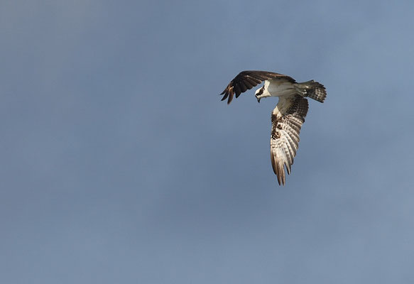 FISCHADLER, OSPREY, PANDION HALIAETUS