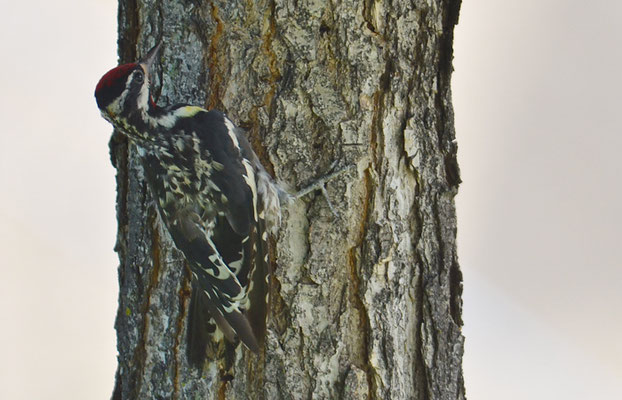 GELBBAUCH-SAFTLECKER, YELLOW-BELLIED SAPSUCKER, SPHYRAPICUS NUCHALIS