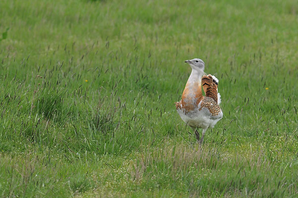 GROSSTRAPPE, GREAT BUSTARD, OTIS TARDA