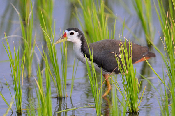 WEISSBRUST-KIELRALLE, WHITE-BREASTED WATERHEN, AMAURORNIS PHOENICURUS