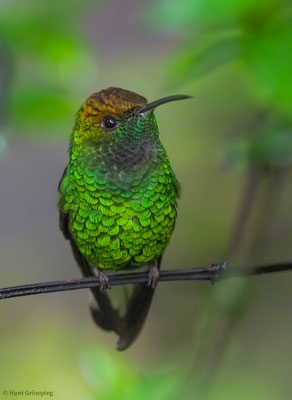 BRONZEKOPF-ELVIRAKOLIBRI, COPPERY-HEADED EMERALD, ELVIRA CUPREICEPS