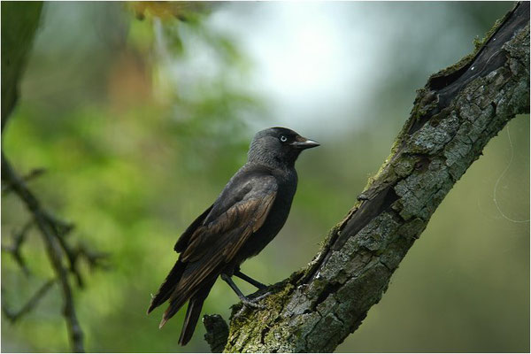 DOHLE, JACKDAW, CORVUS MONEDULA 