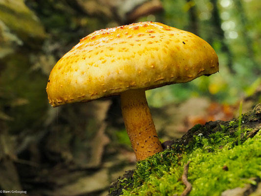 Schleimiger Schüppling - Pholiota adiposa