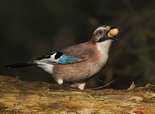 EICHELHÄHER, JAY, GARRULUS GLANDARIUS