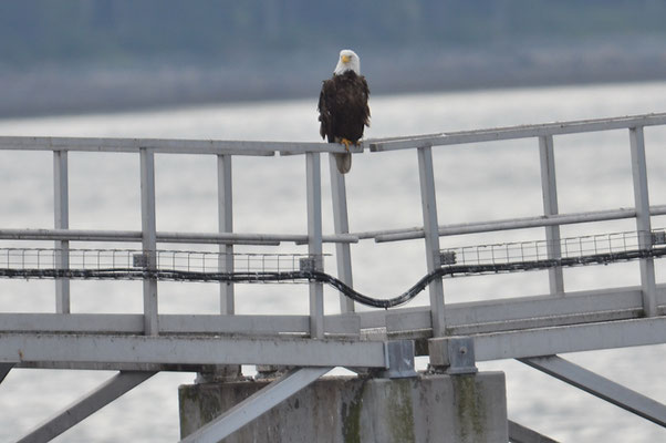 WEISSKOPFSEEADLER, BALD EAGLE,  HALIAEETUS LEUCOCEPHALUS