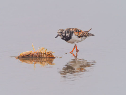 Steinwälzer, Ruddy Turnstone - Arenaria interpres