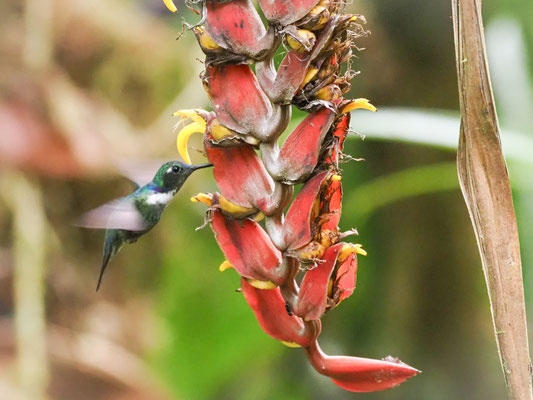 Ost- Bunthalskolibri, White-throated Daggerbill -Schistes geoffroyi