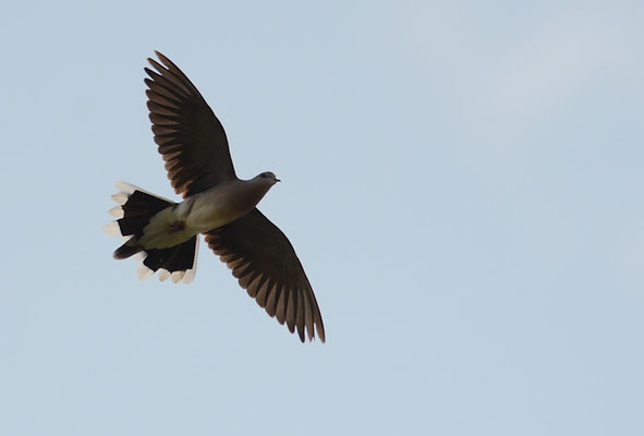 TURTELTAUBE, TURTLE DOVE, STREPTOPELIA TURTUR