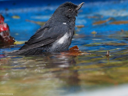 SCHIEFERHAKENSCHNABEL, WHITE-SIDED FLOWERPIERCER - DIGLOSSA ALBILATERA