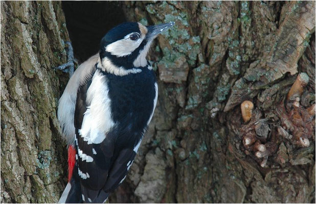 BUNTSPECHT, GREAT SPOTTED WOODPECKER, DENDROCOPOS MAJOR