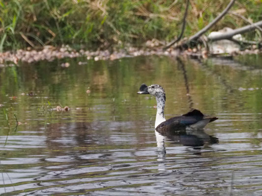 Höckerglanzgans, Comb Duck - Sarkidionis melanotus