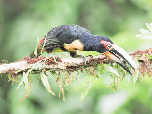Hellschnabelarassari, , Pale-mandibled Aracari - Pteroglossus erythropygius