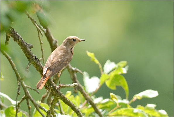 GARTENROTSCHWANZ, COMMON REDSTART, PHOENICURUS PHOENICURUS
