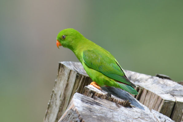 FRÜHLINGSPAPAGEICHEN, VERNAL HANGING PARROT, LORICULUS VERNALIS