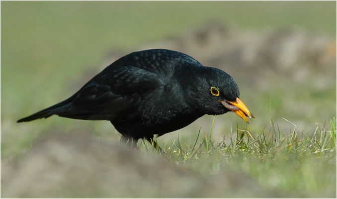 AMSEL, COMMON BLACKBIRD, TURDUS MERULA