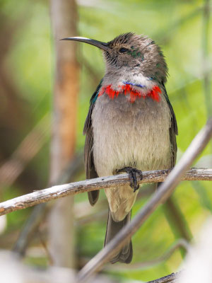 BLAUBANDNEKTARVOGEL, SOUTHERN DOUBLE-COLLARED SUNBIRD, CINNYRIS CHALYBEUS