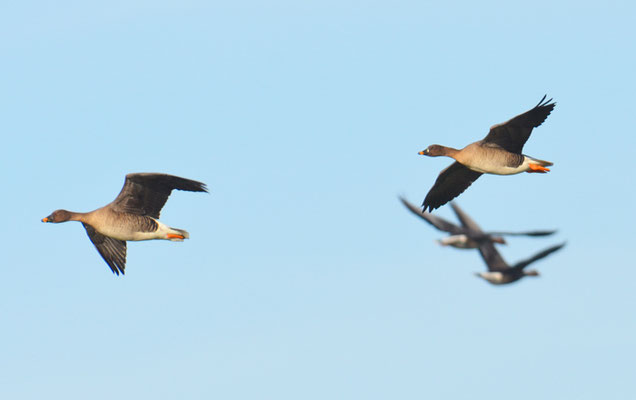 SAATGANS, BEAN GOOSE, ANSER FABALIS