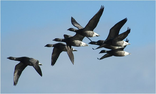 RINGELGANS, BRENT GOOSE, BRANTA BERNICLA