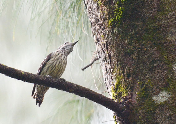 GRAUSCHEITELSPECHT, GREY-CAPPED PYGMY WOODPECKER, DENDROCOPOS CANICAPILLUS 