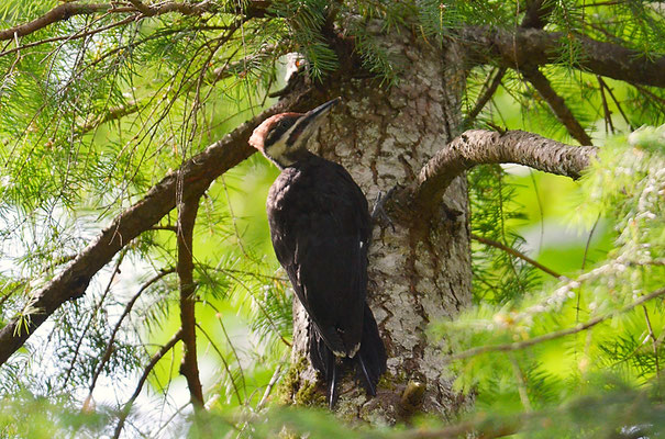 HELMSPECHT, PILEATED WOODPECKER, DRYOCOPUS PILATUS