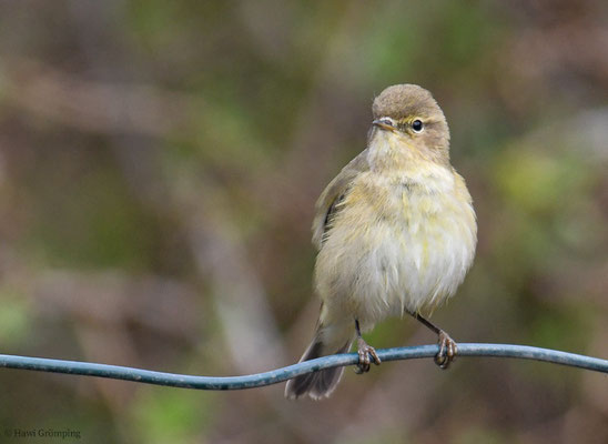 ZILPZALP, CHIFFCHAFF, PHYLLOSCOPUS COLLYBITA