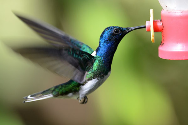 WEISSNACKENKOLIBRI, WHITE-NECKED JACOBIN, FLORISUGA MELLIVORA