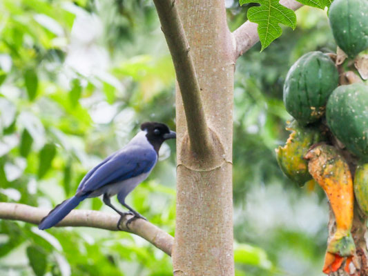 Hyazinthblaurabe, violaceous Jay - cyanocorax violaceus