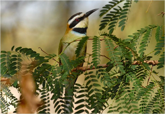 WEISSKEHLSPINT, WHITE-THROATED BEE-EATER, MEROPS ALBICOLLIS