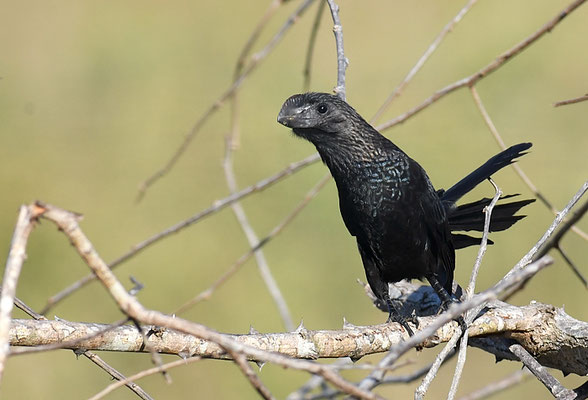 GLATTSCHNABELANI, SMOOTH-BILLED ANI, CROTOPHAGA ANI