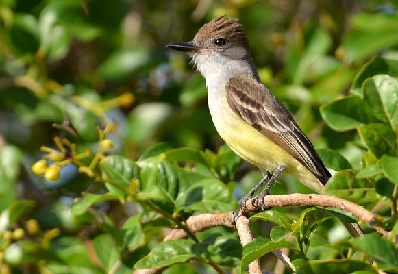 BRAUNSCHOPFTYRANN, BROWN-CRESTED FLYCATCHER, MYIARCHUS TYRANNULUS