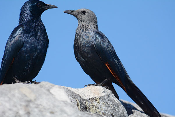 ROTSCHWINGENSTAR, RED-WINGED STARLING, ONYCHOGNATHUS MORIO