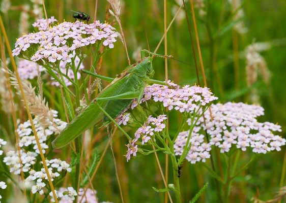 Grünes Heupferd, Tettigonia viridissima