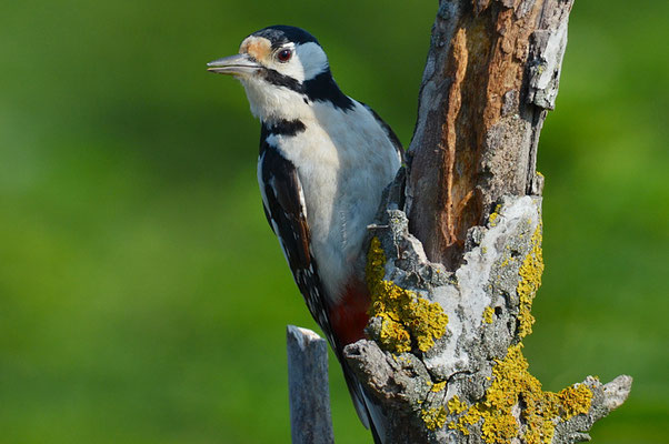 BUNTSPECHT, GREAT SPOTTED WOODPECKER, DENDROCOPOS MAJOR