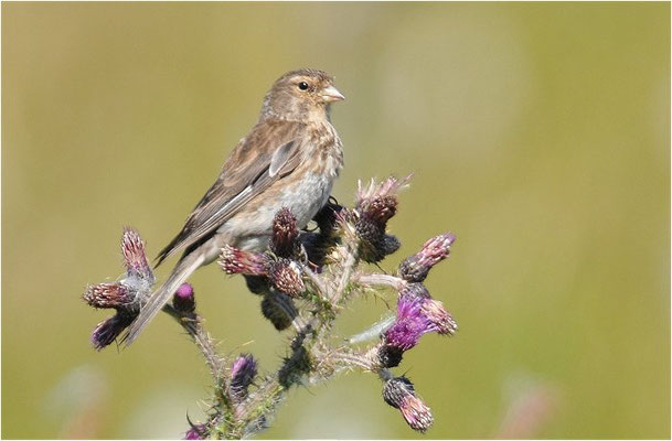BERGHÄNFLING, TWITE, CARDUELIS FLAVIROSTRI