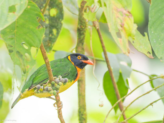 Orangebrustkotinga, Orange-breasted Fruiteater - Pipreola jucunda