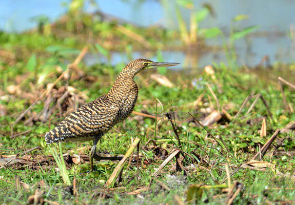 NACKTKEHLREIHER, BARE-THROATED TIGER-HERON, TIGRISOMA MEXICANUM