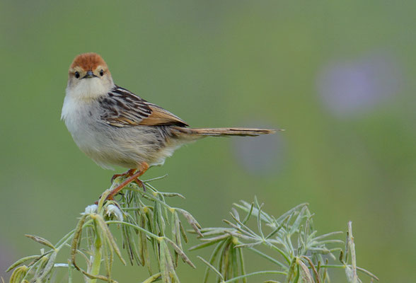 VLIJ-CISTENSÄNGER, LEVAILLANT´S CISTICOLA, CISTICOLA TINNIENS